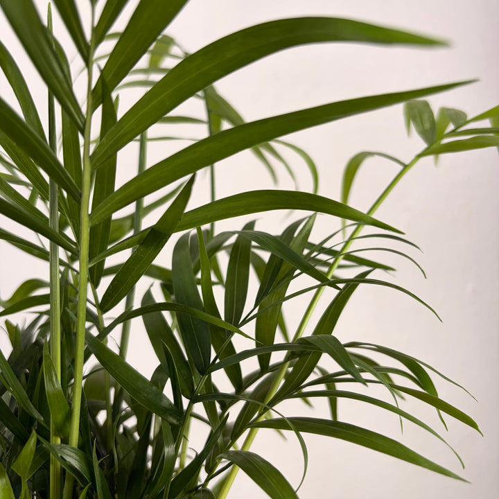 Chamaedorea Elegans - Parlour Palm
