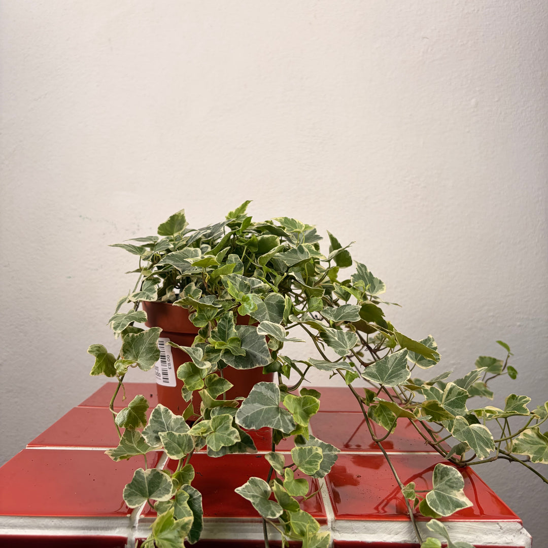 Hedera White Wonder -Ivy