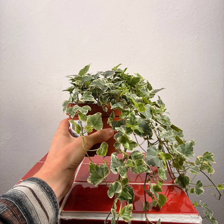 Hedera White Wonder -Ivy