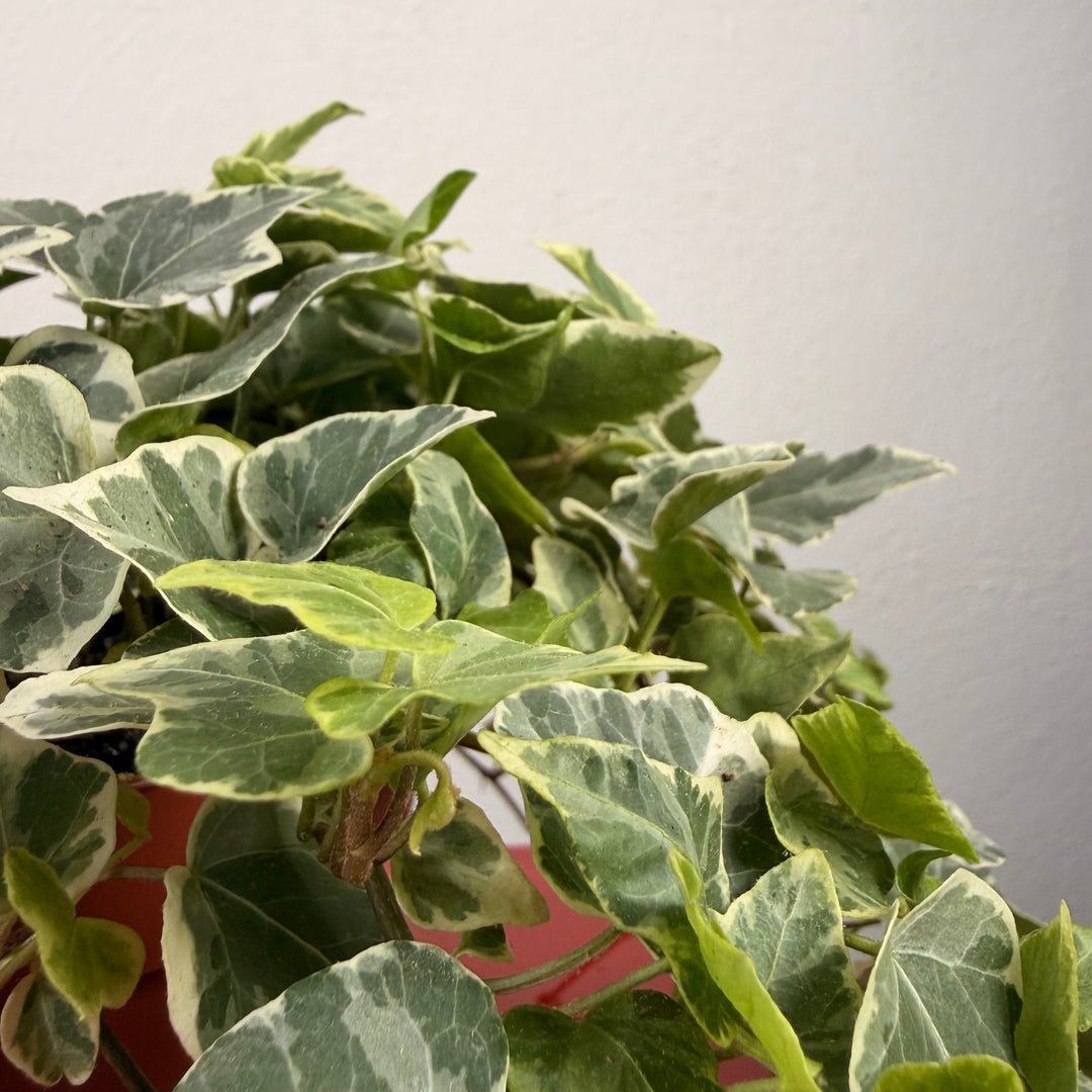 Hedera White Wonder -Ivy