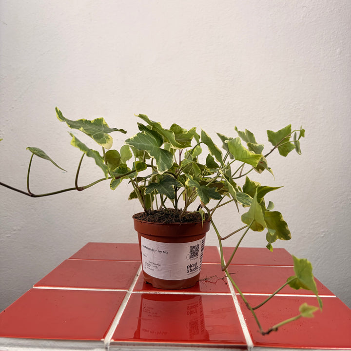 Hedera Mix - Ivy Mix