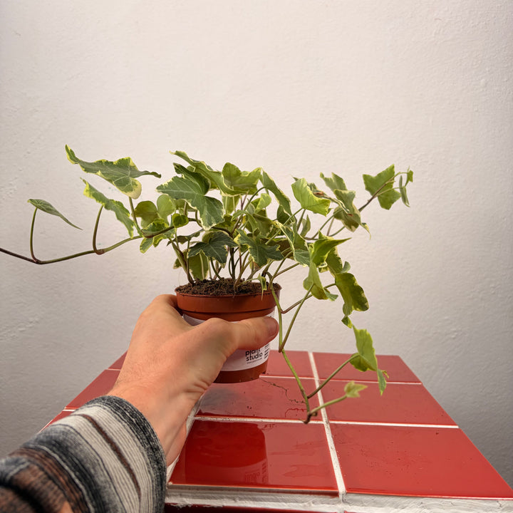 Hedera Mix - Ivy Mix