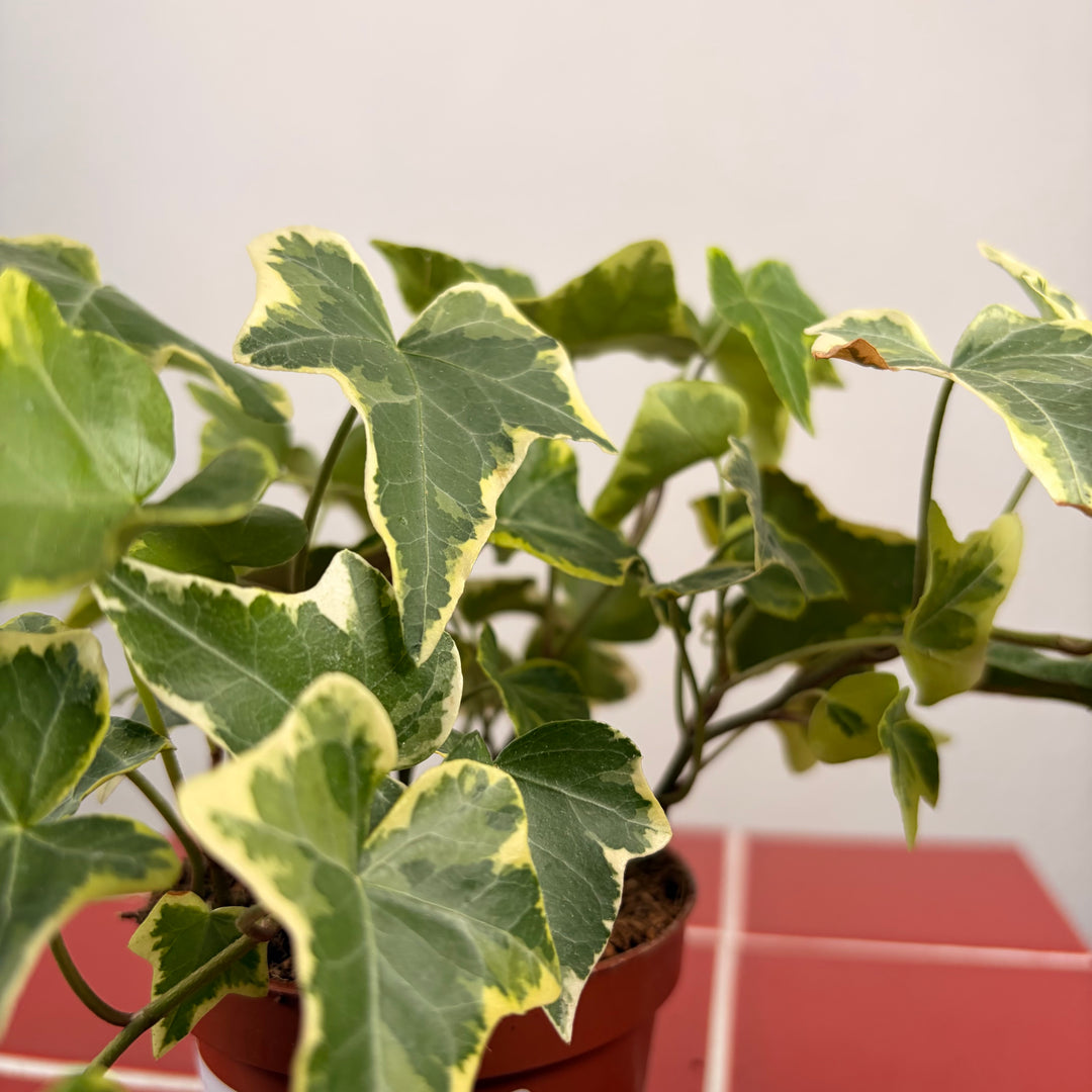 Hedera Mix - Ivy Mix