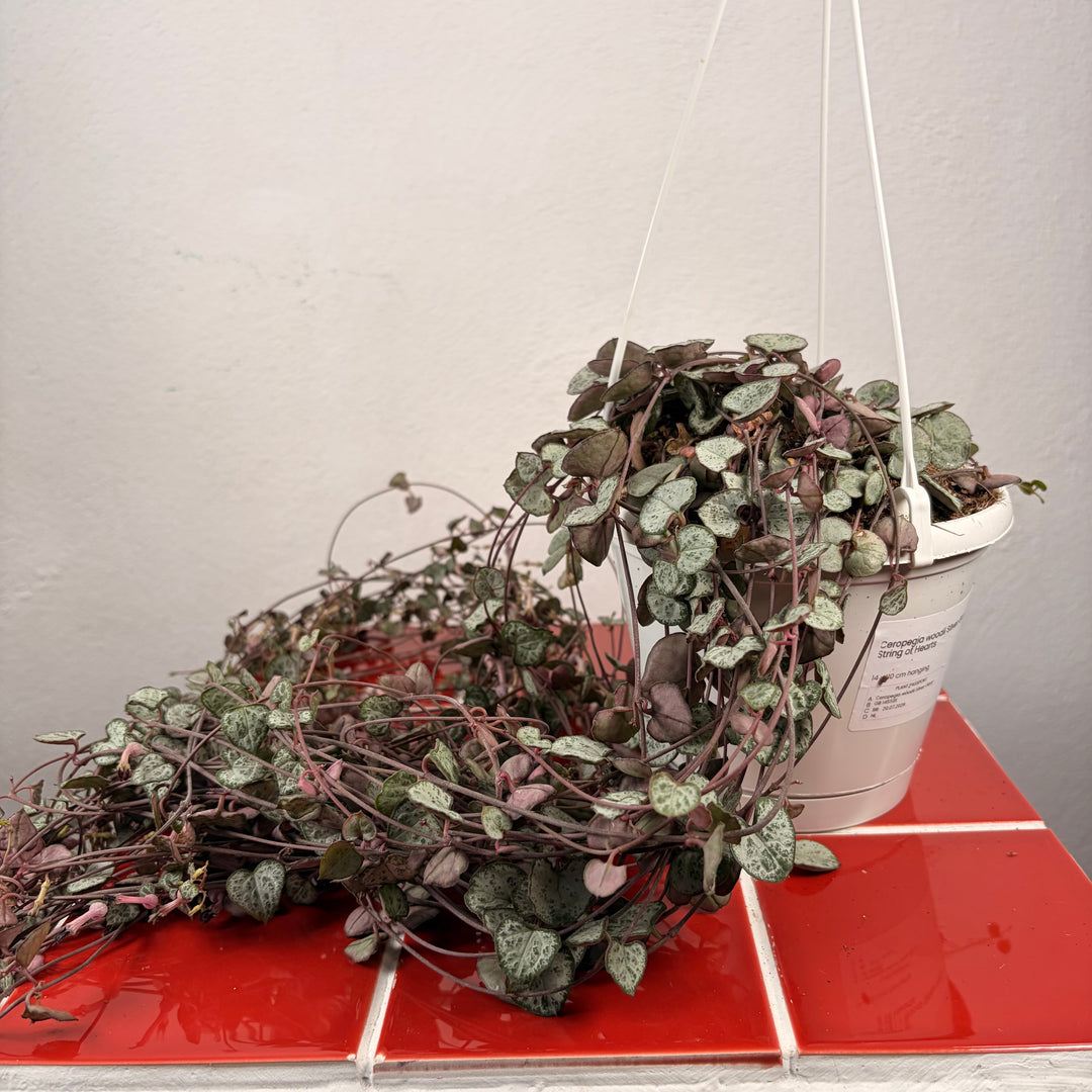 RESCUE Ceropegia woodii - String of Hearts