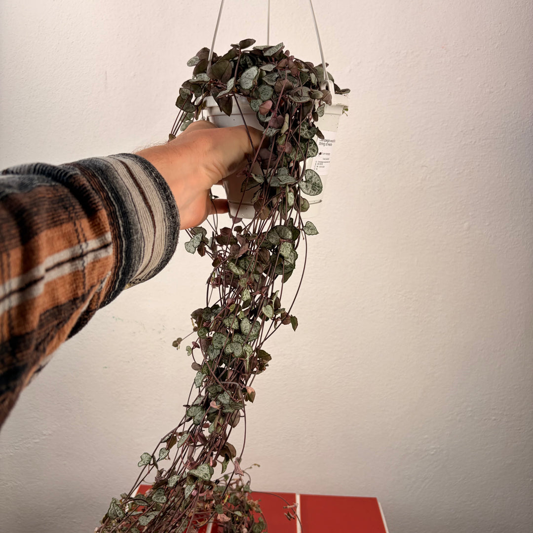 RESCUE Ceropegia woodii - String of Hearts