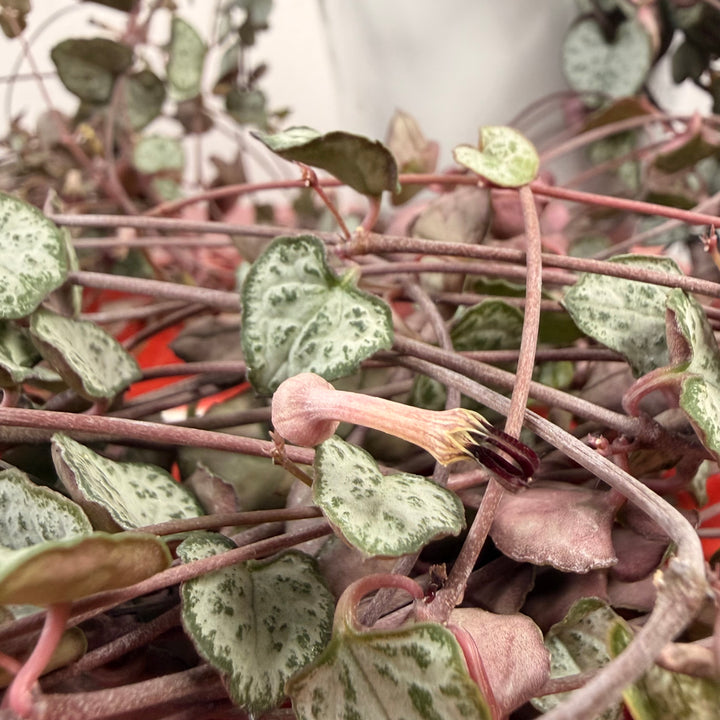 RESCUE Ceropegia woodii - String of Hearts