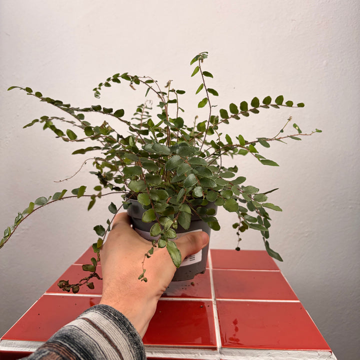 Pellaea Rotundifolia - button fern