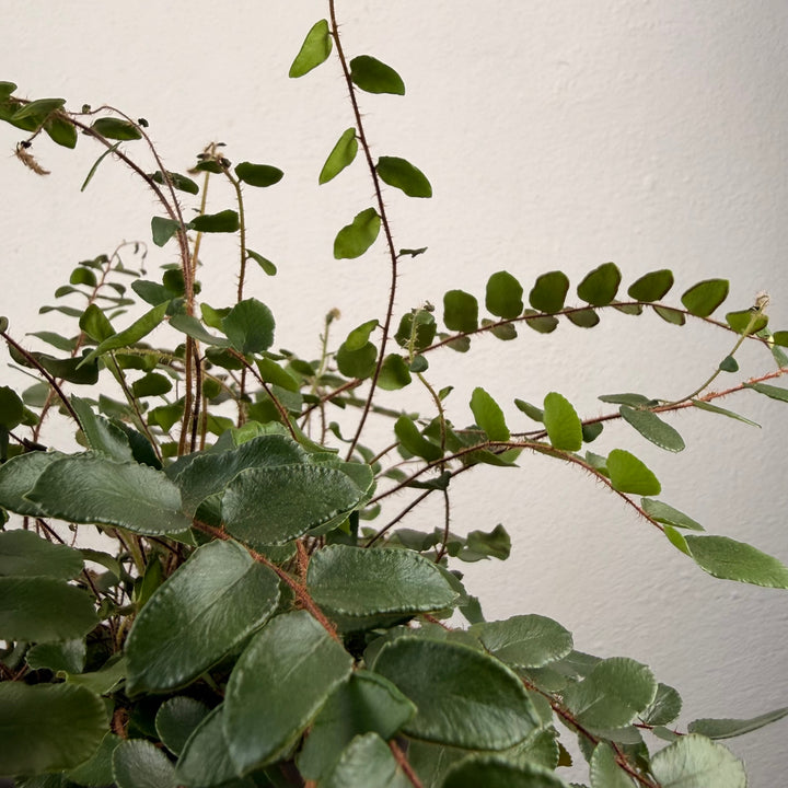 Pellaea Rotundifolia - button fern