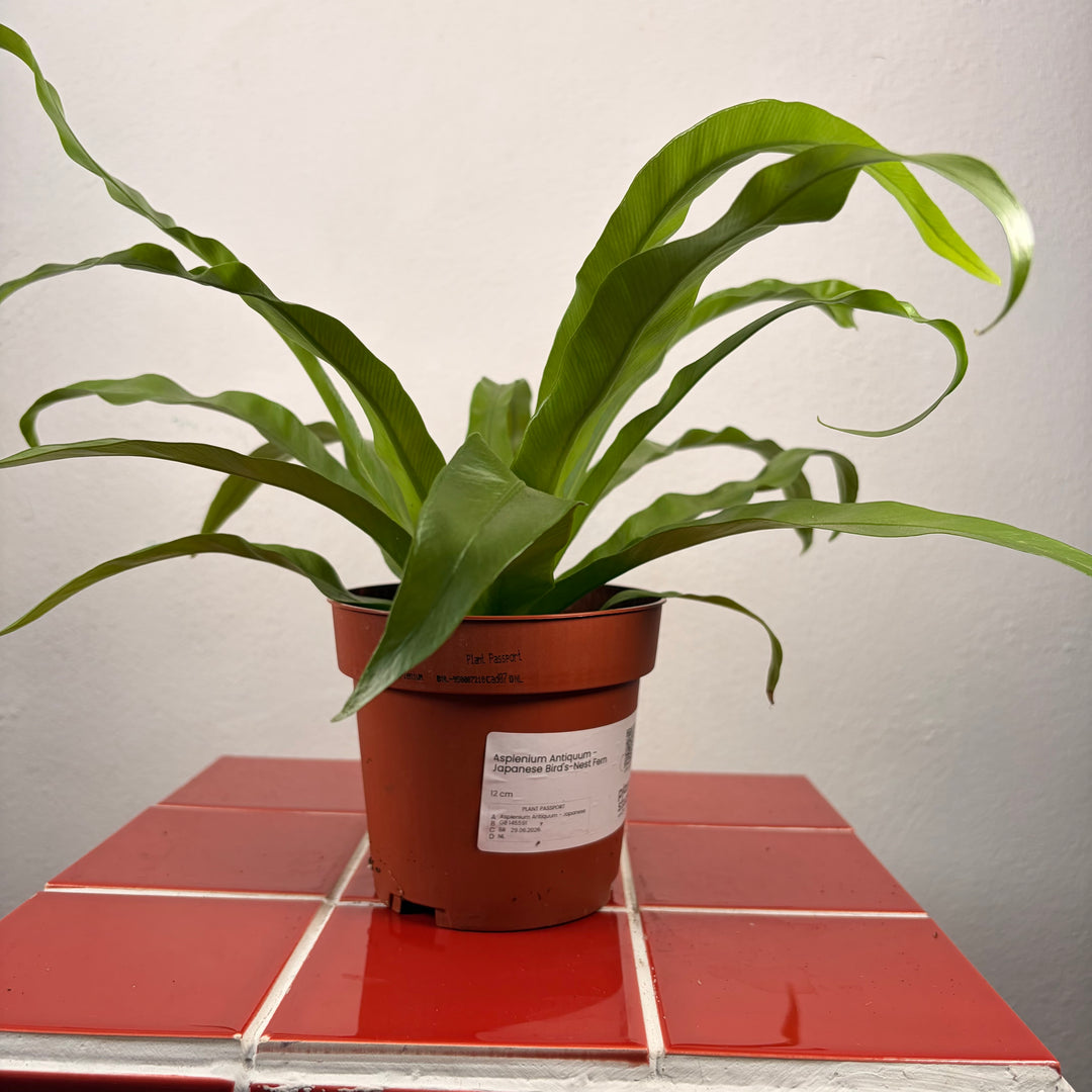 Asplenium Antiquum - Japanese Bird's-Nest Fern