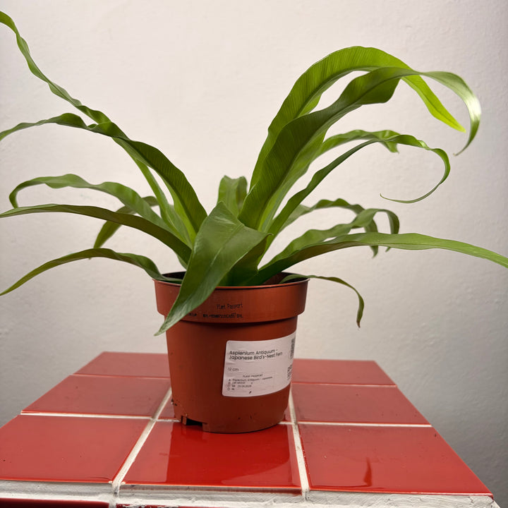 Asplenium Antiquum - Japanese Bird's-Nest Fern