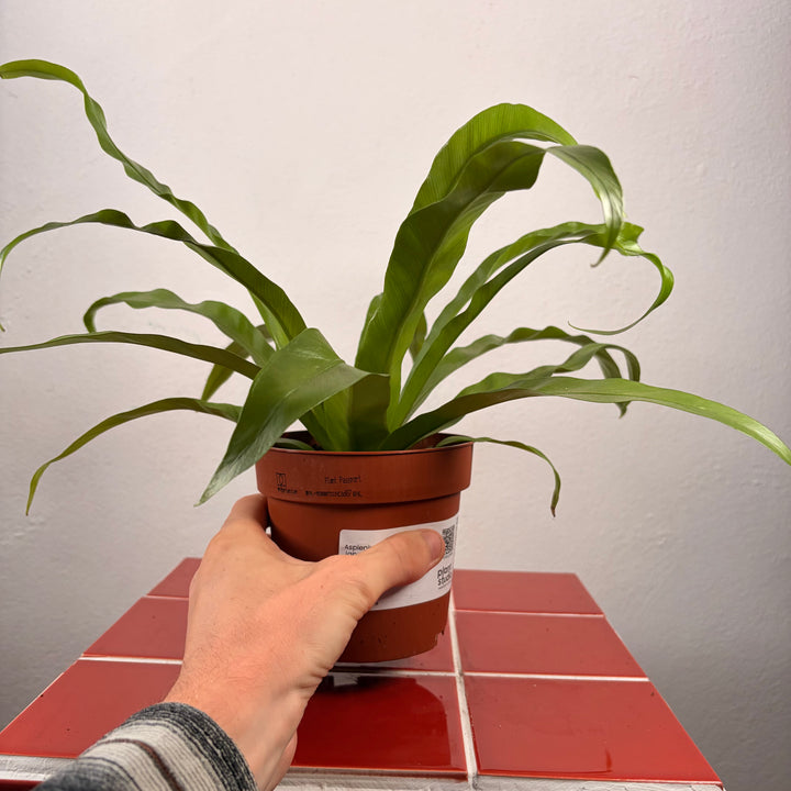 Asplenium Antiquum - Japanese Bird's-Nest Fern