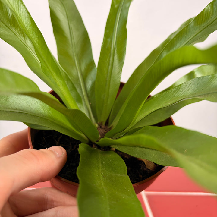 Asplenium Antiquum - Japanese Bird's-Nest Fern