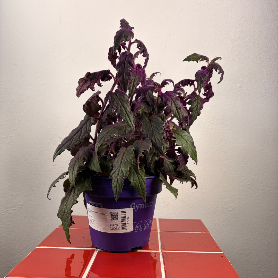 Gynura aurantiaca - Purple Passion