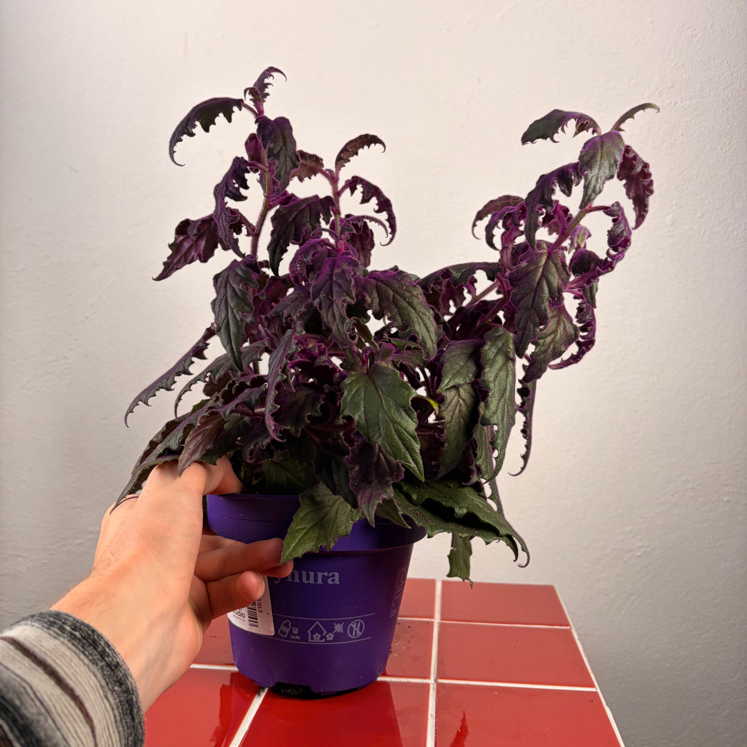 Gynura aurantiaca - Purple Passion