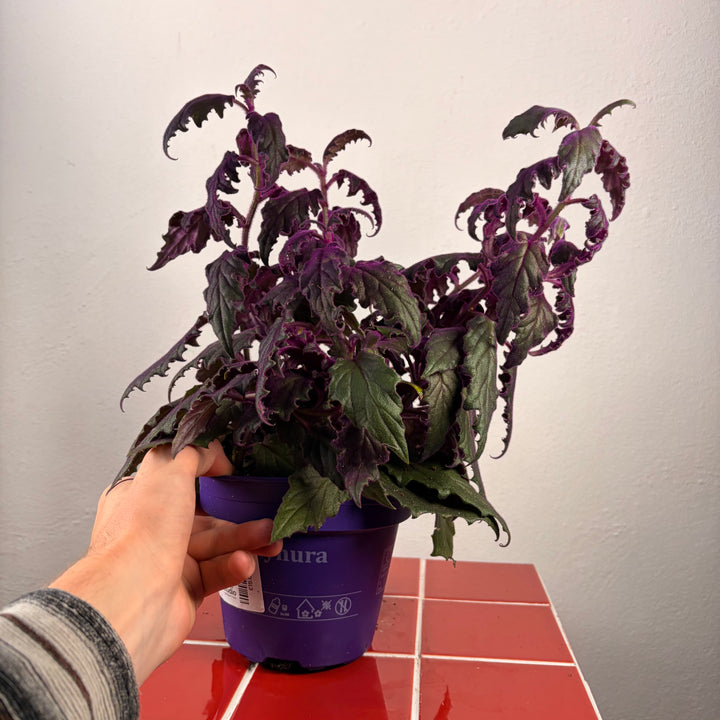 Gynura aurantiaca - Purple Passion