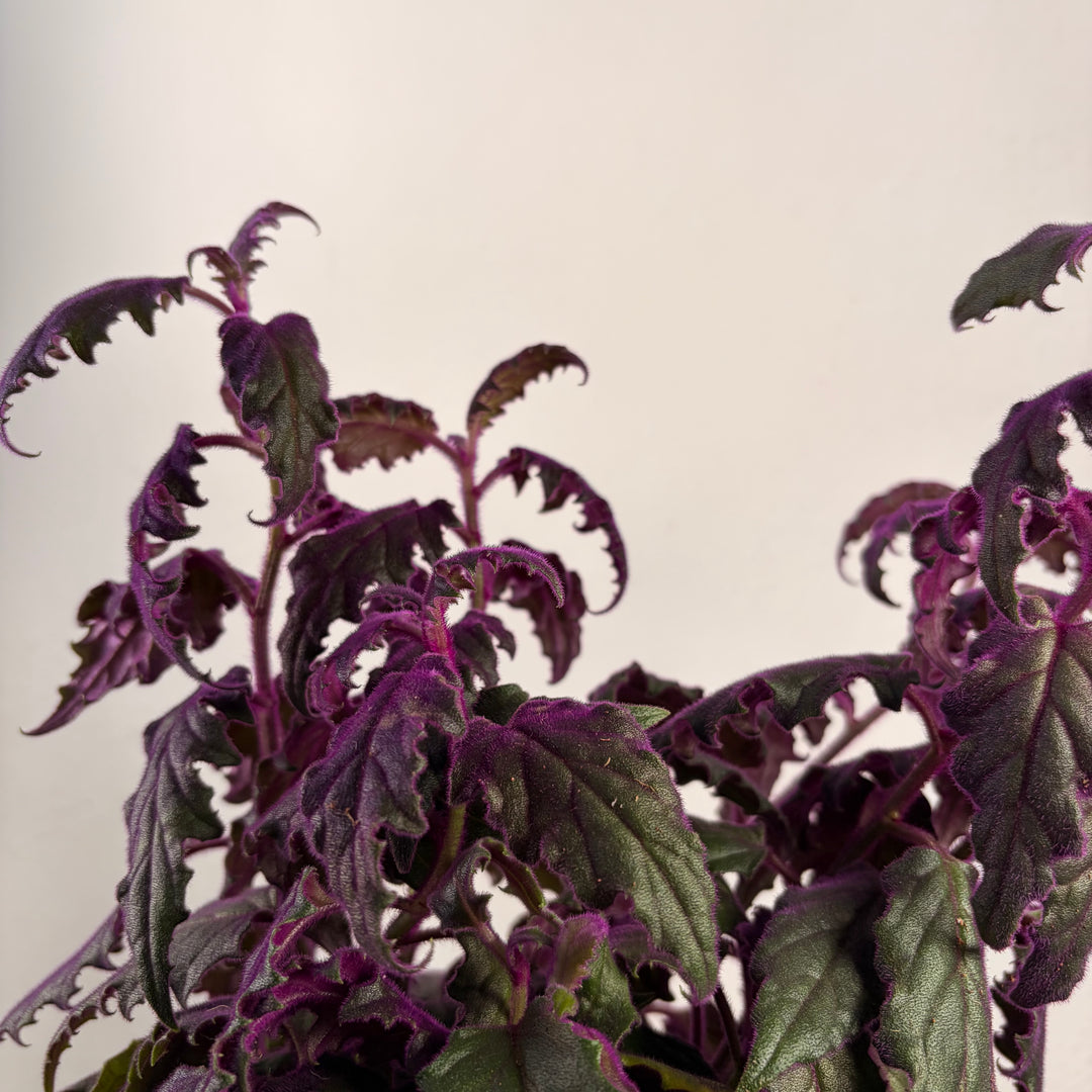 Gynura aurantiaca - Purple Passion
