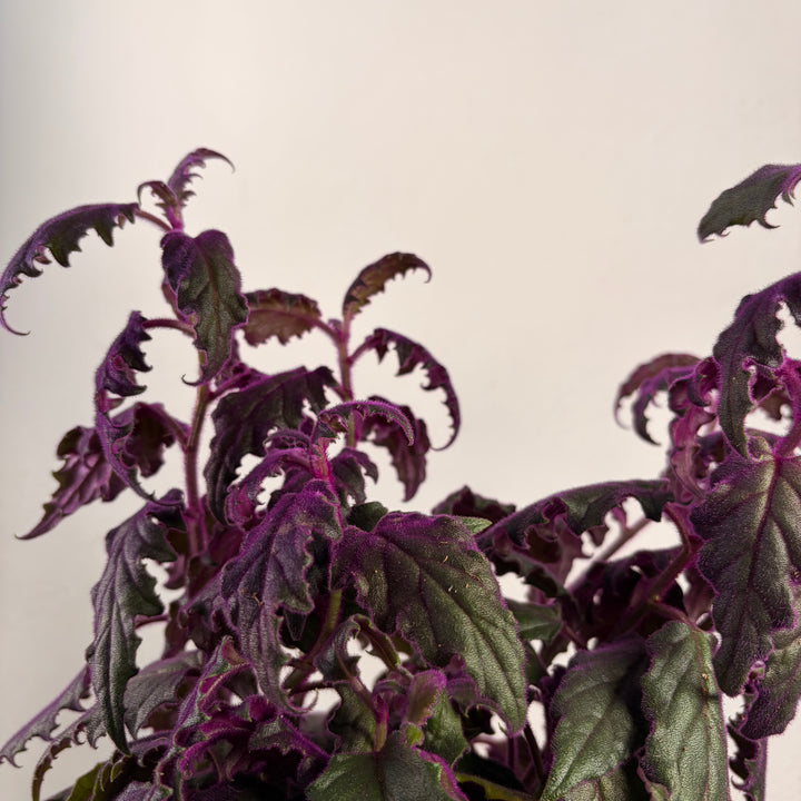 Gynura aurantiaca - Purple Passion
