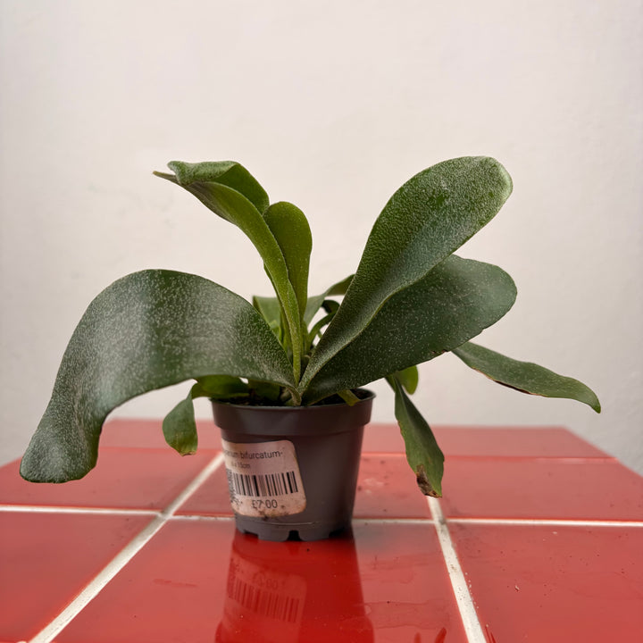 Platycerium Bifurcatum-Staghorn Fern