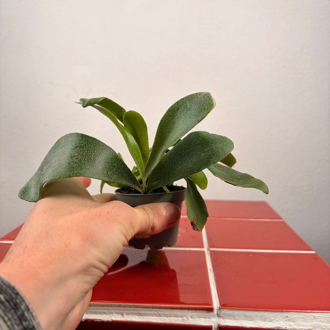 Platycerium Bifurcatum-Staghorn Fern