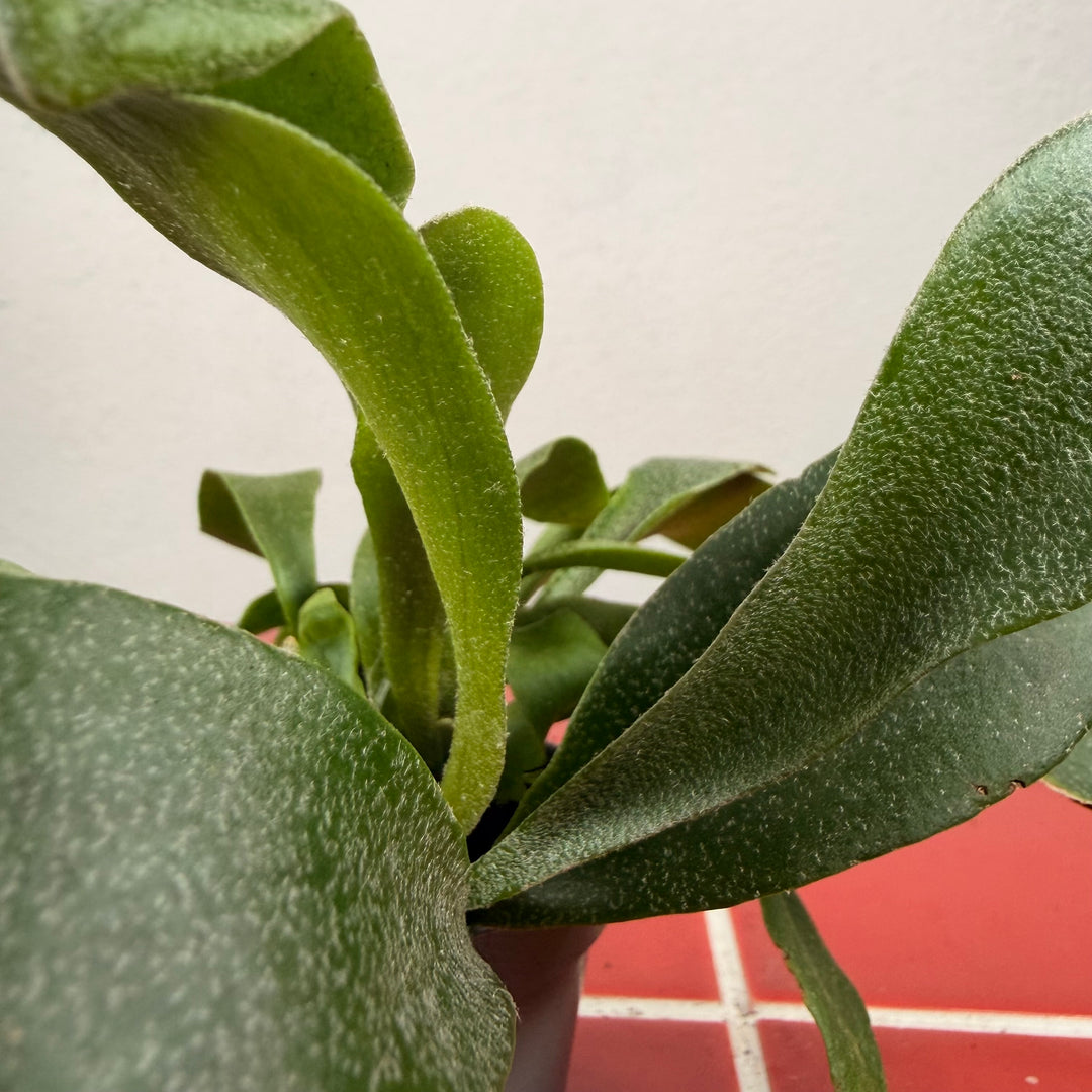 Platycerium Bifurcatum-Staghorn Fern