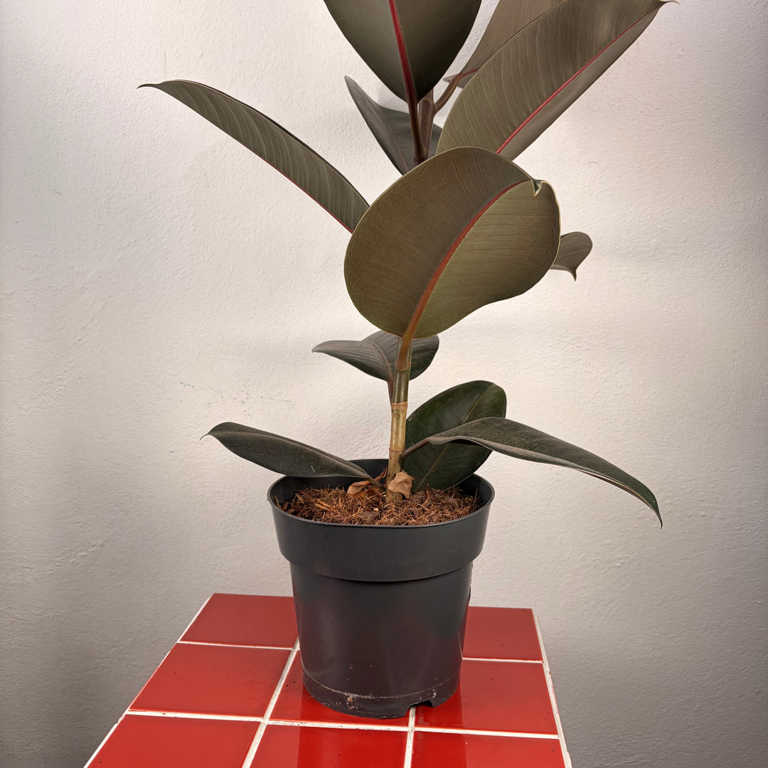 Ficus elastica ‘Abidjan’ – Rubber Plant