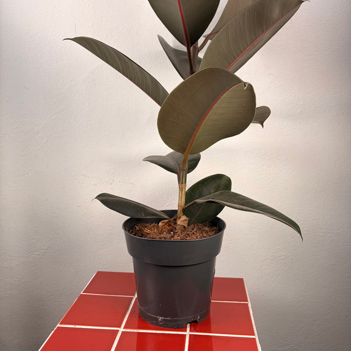 Ficus elastica ‘Abidjan’ – Rubber Plant