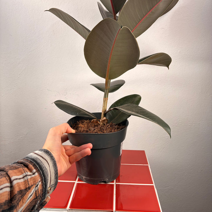 Ficus elastica ‘Abidjan’ – Rubber Plant