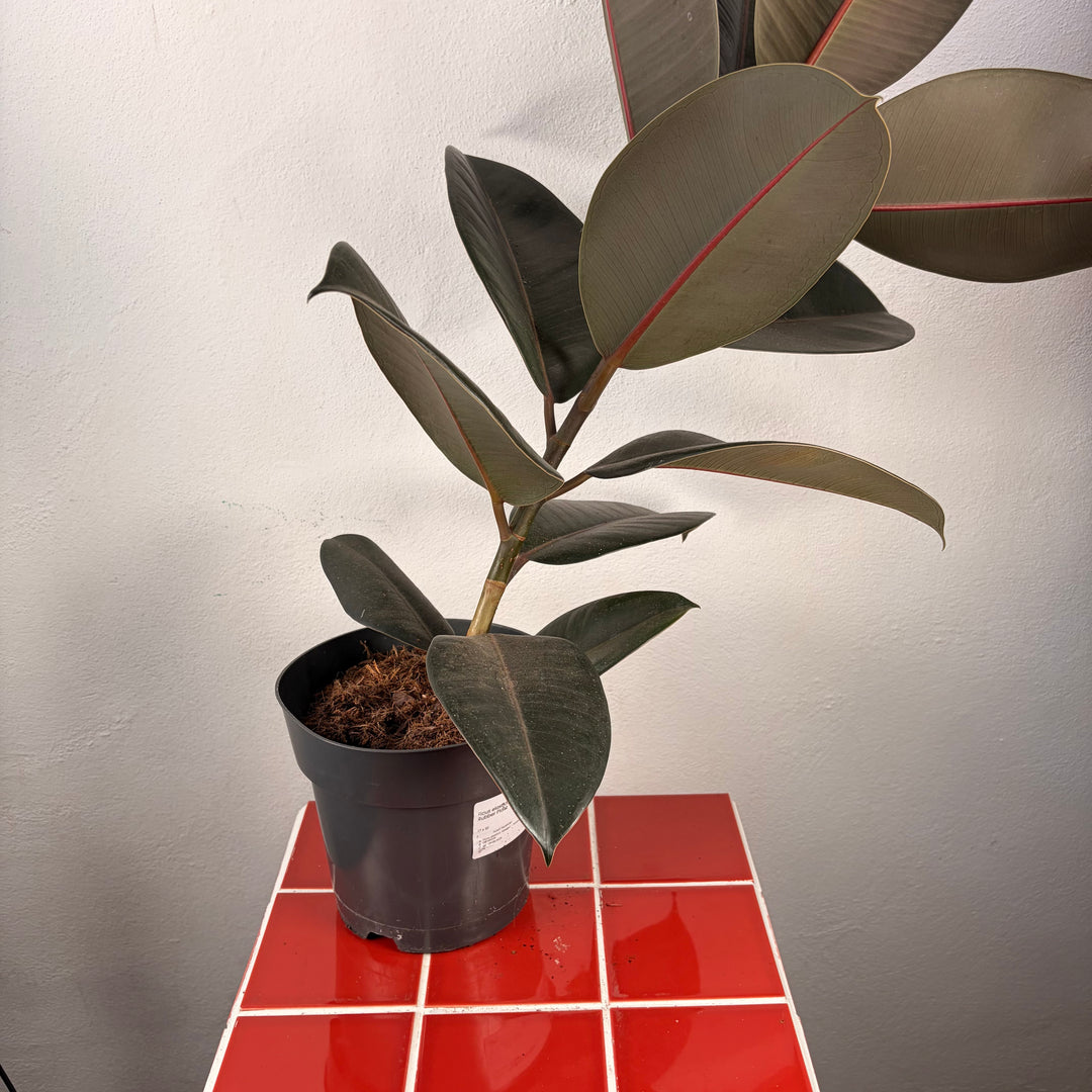 Ficus elastica ‘Abidjan’ – Rubber Plant