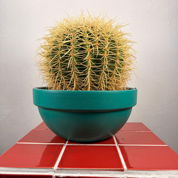 Echinocactus Grusonii - Golden barrel cactus