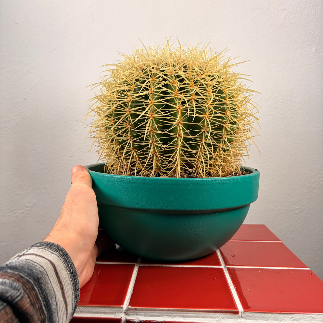 Echinocactus Grusonii - Golden barrel cactus