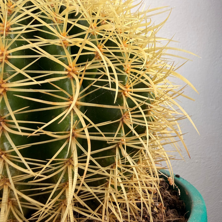 Echinocactus Grusonii - Golden barrel cactus