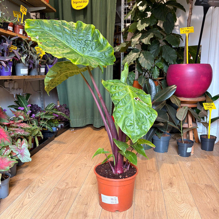 Alocasia imperial red