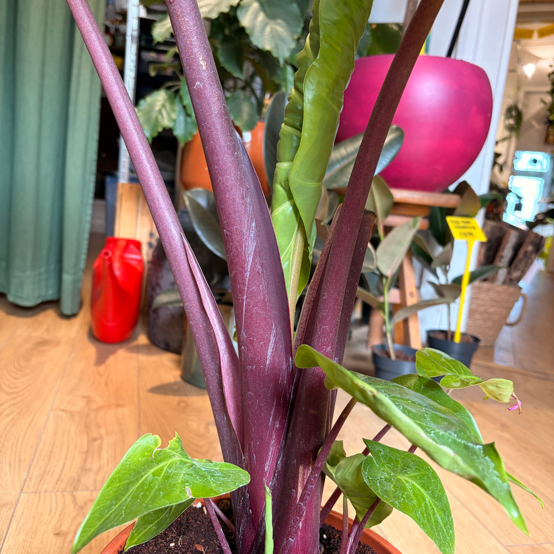 Alocasia imperial red