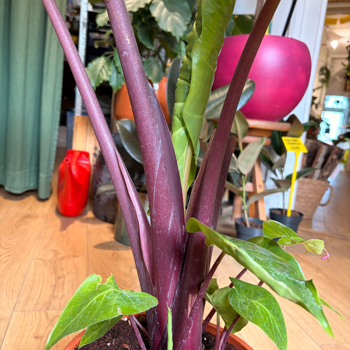 Alocasia imperial red
