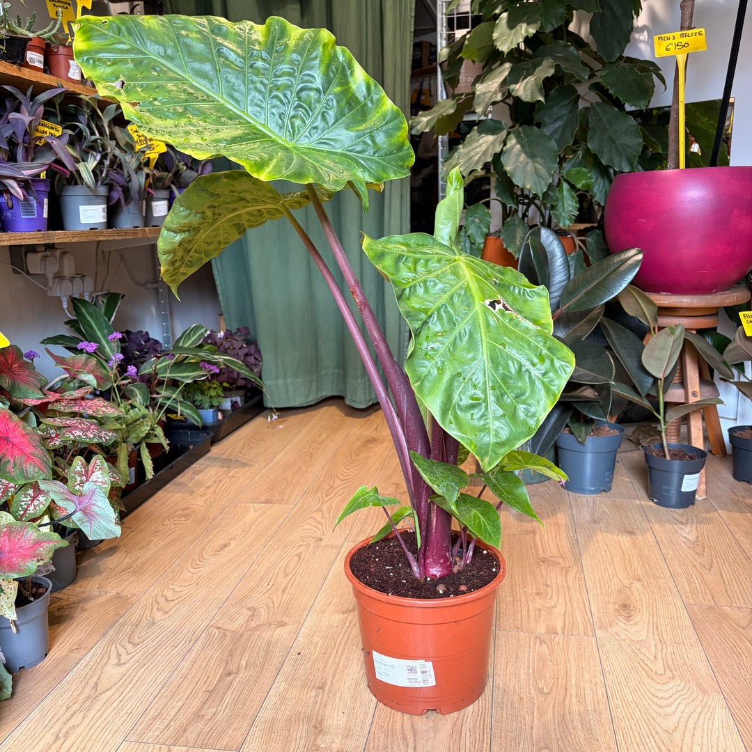 Alocasia imperial red