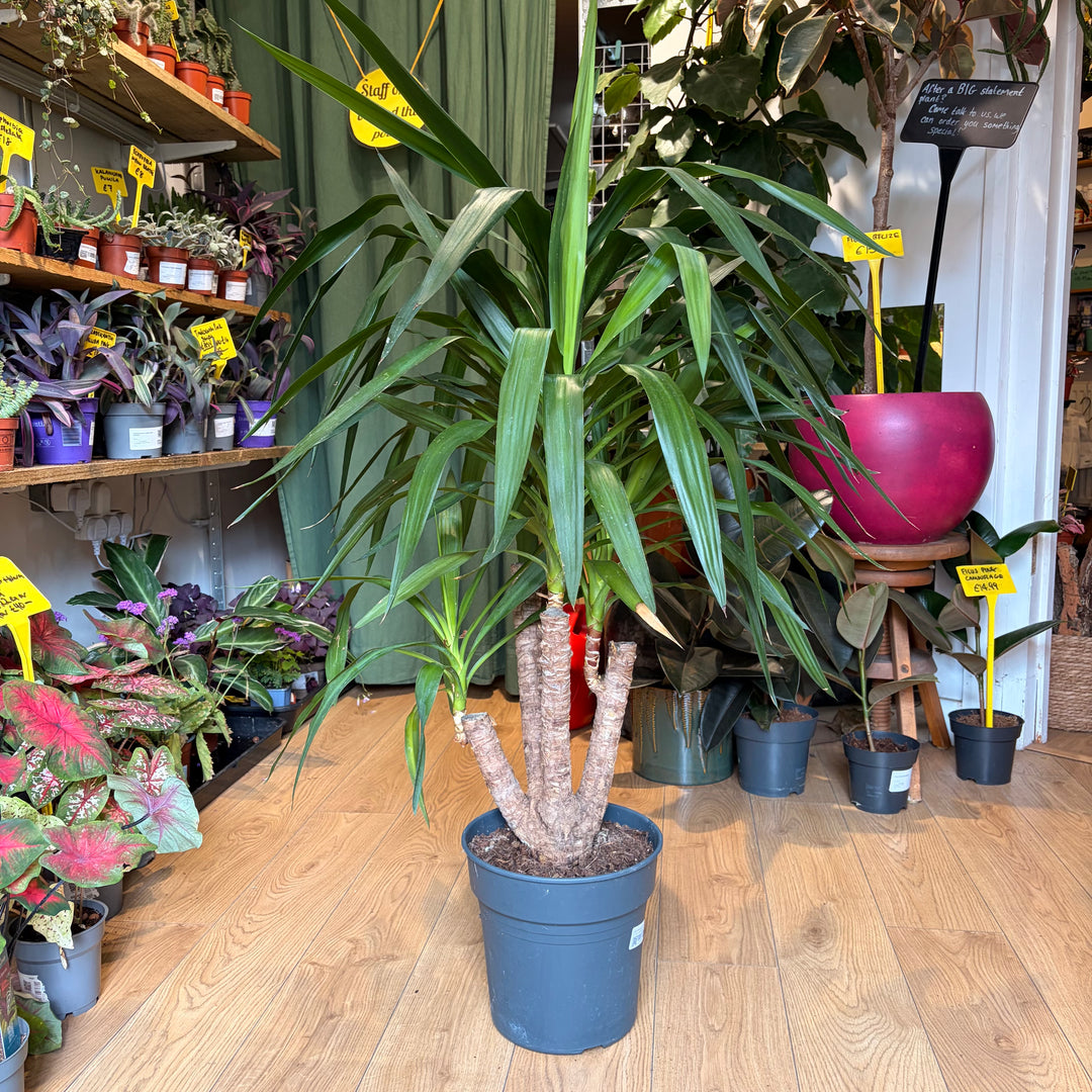Yucca Branched Specimen