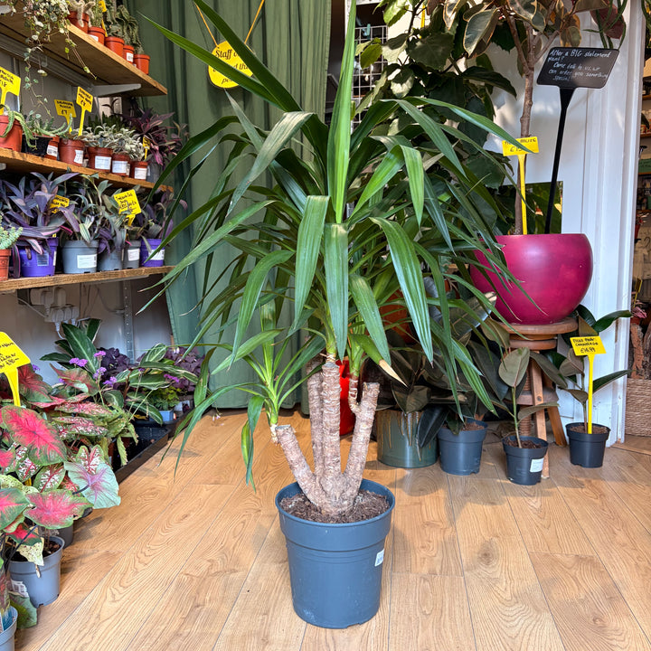 Yucca Branched Specimen