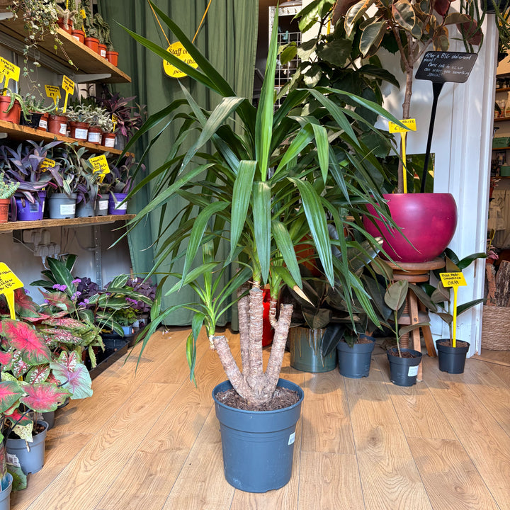 Yucca Branched Specimen