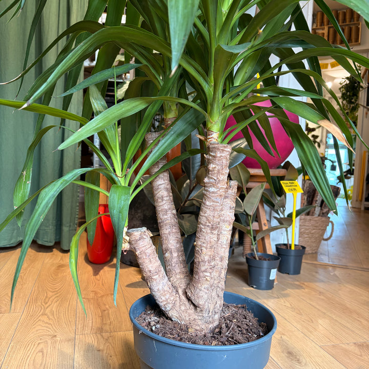 Yucca Branched Specimen