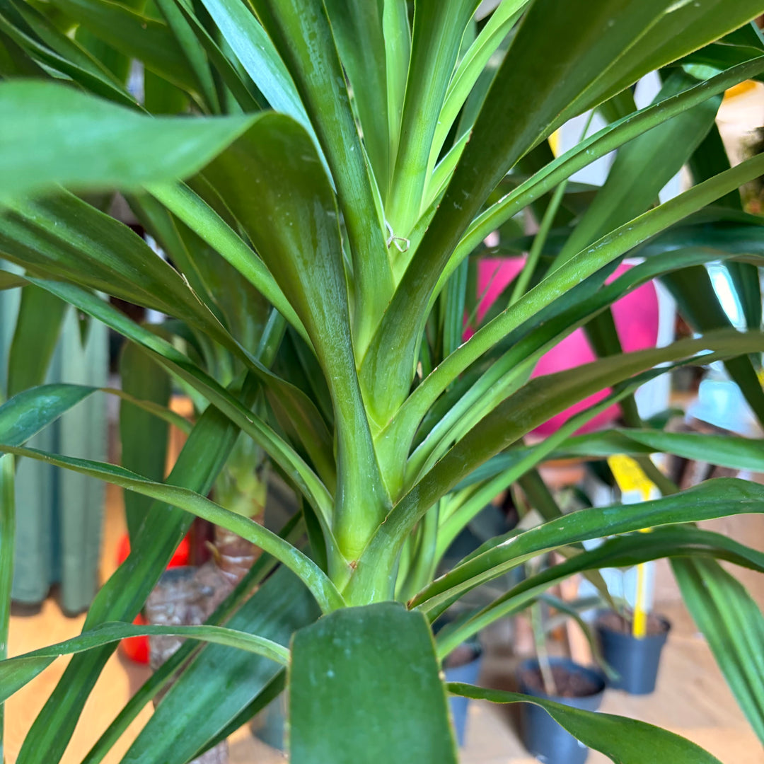 Yucca Branched Specimen