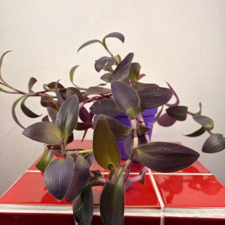 Tradescantia purple heart