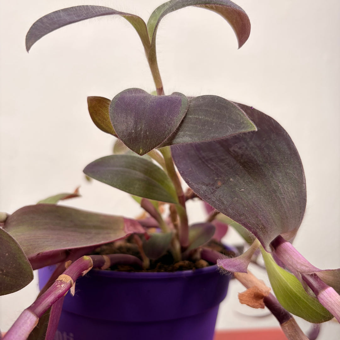 Tradescantia purple heart