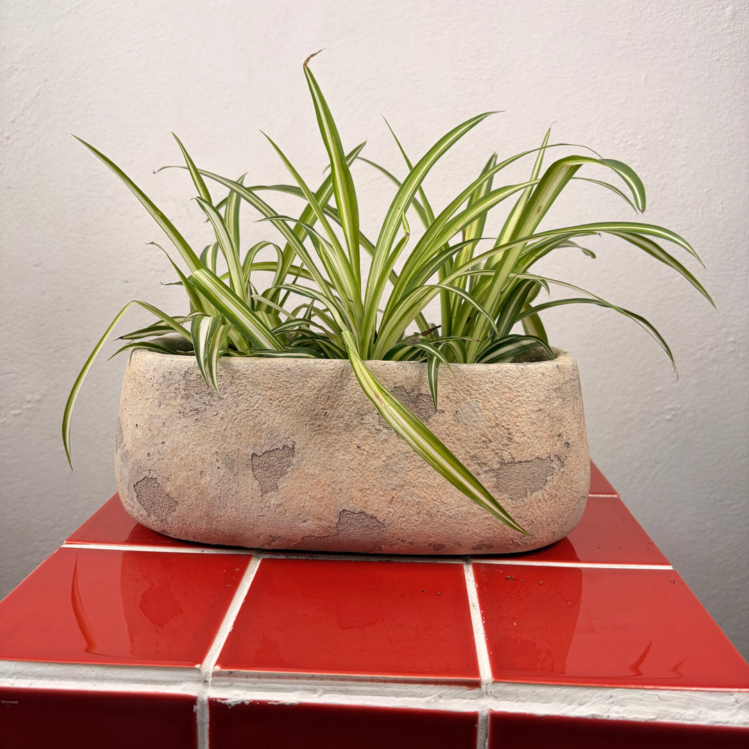 Rustic Trough Cement Flower Pot – 25x12x10cm
