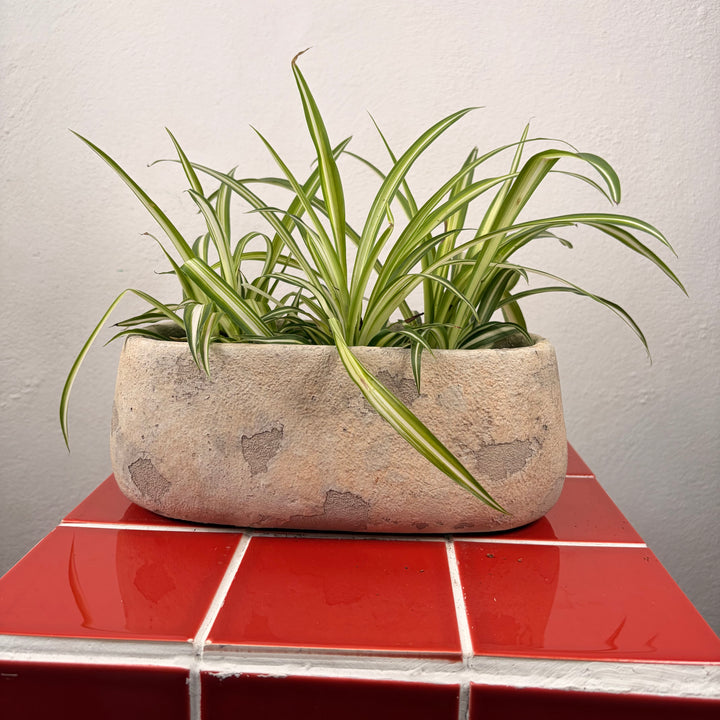 Rustic Trough Cement Flower Pot – 25x12x10cm