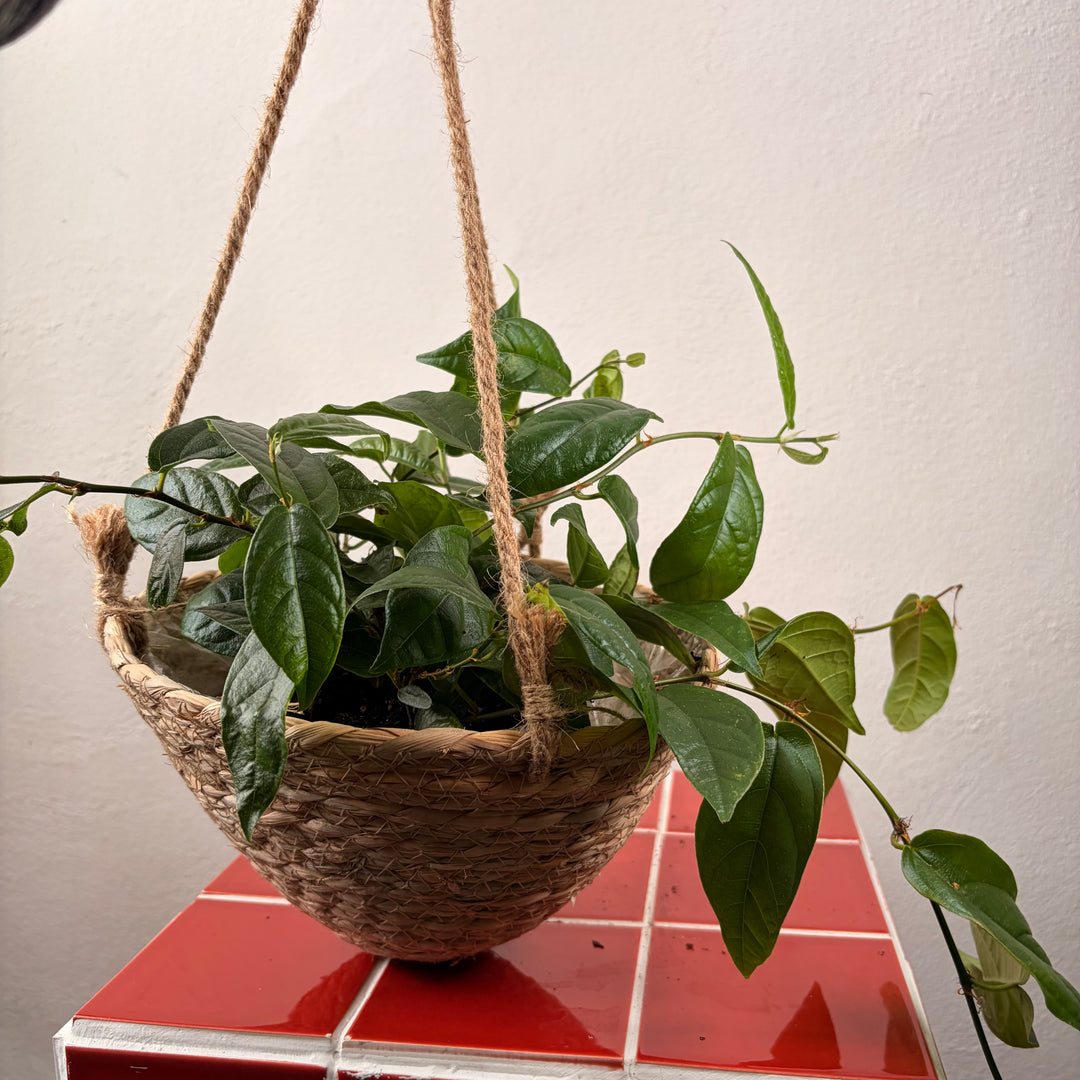 Cone Woven Hanging Basket