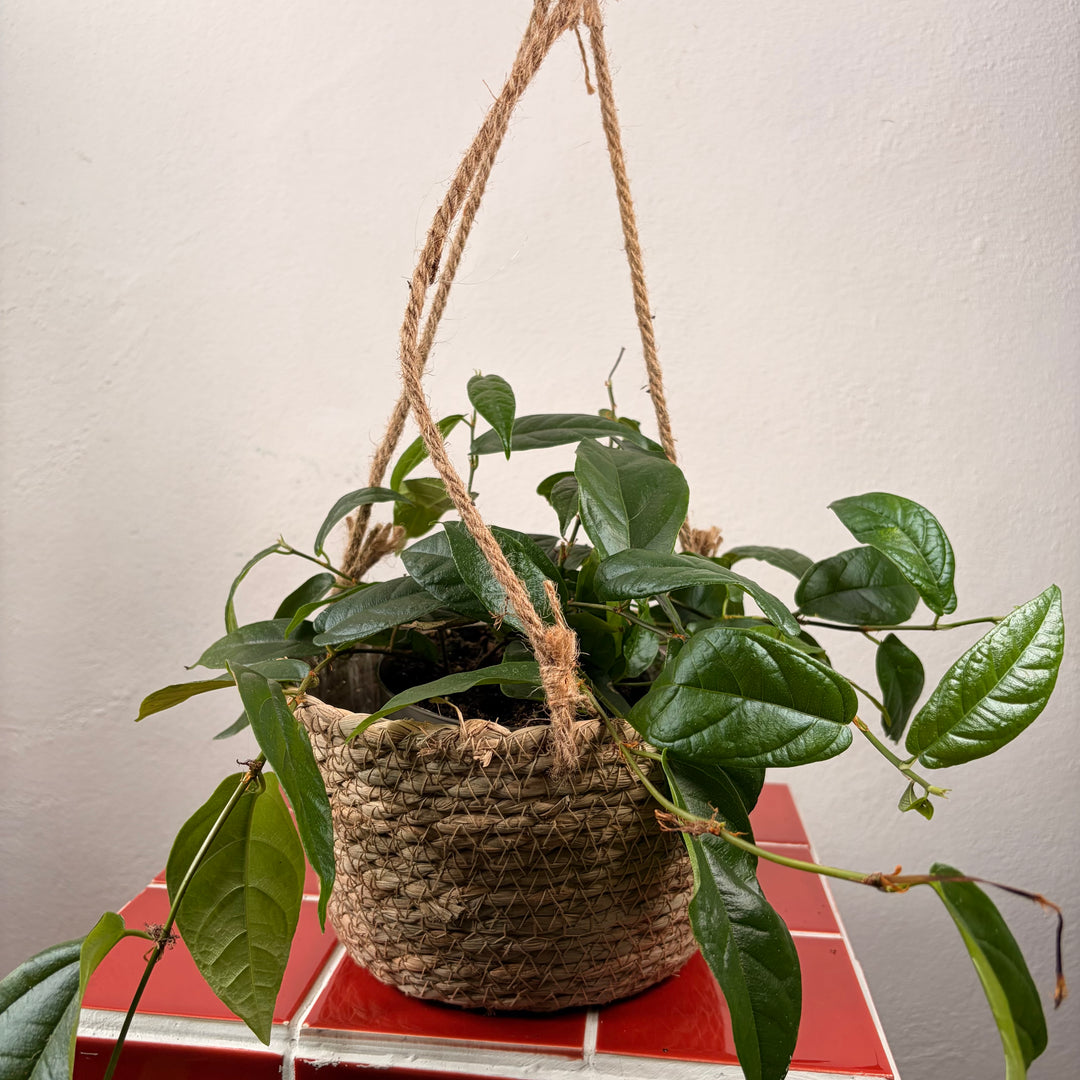 Oval Woven Hanging Basket