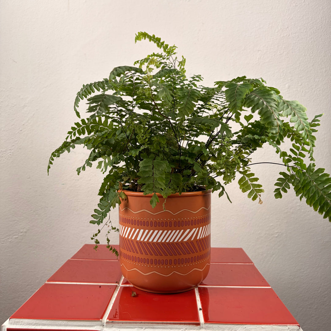 Terracotta Patterned Plant Pot 13cm