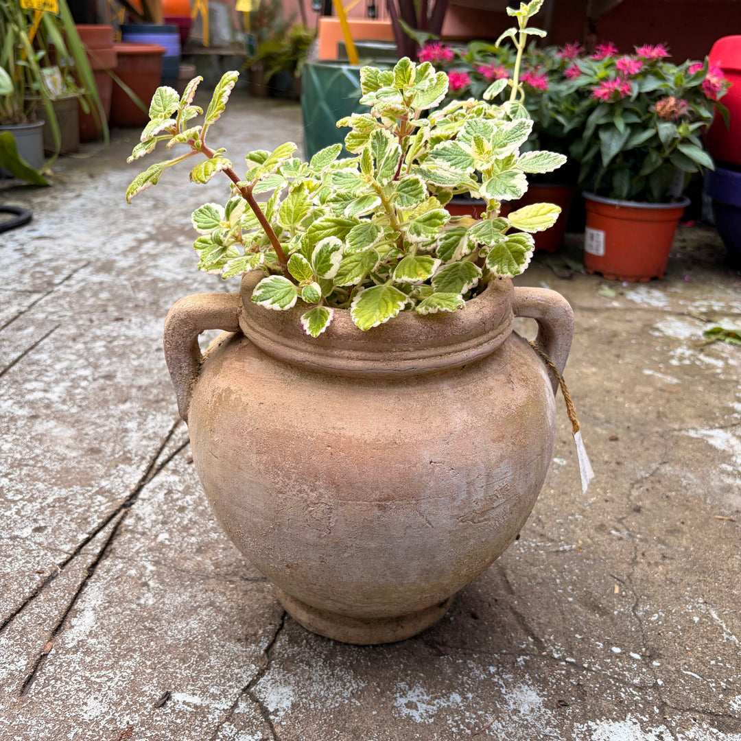 Terracotta Pot Mie