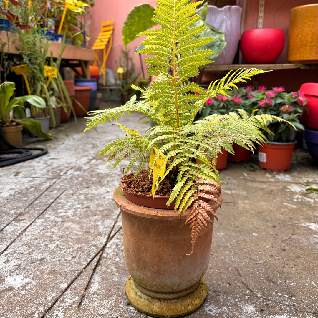 Terracotta Pot Berta