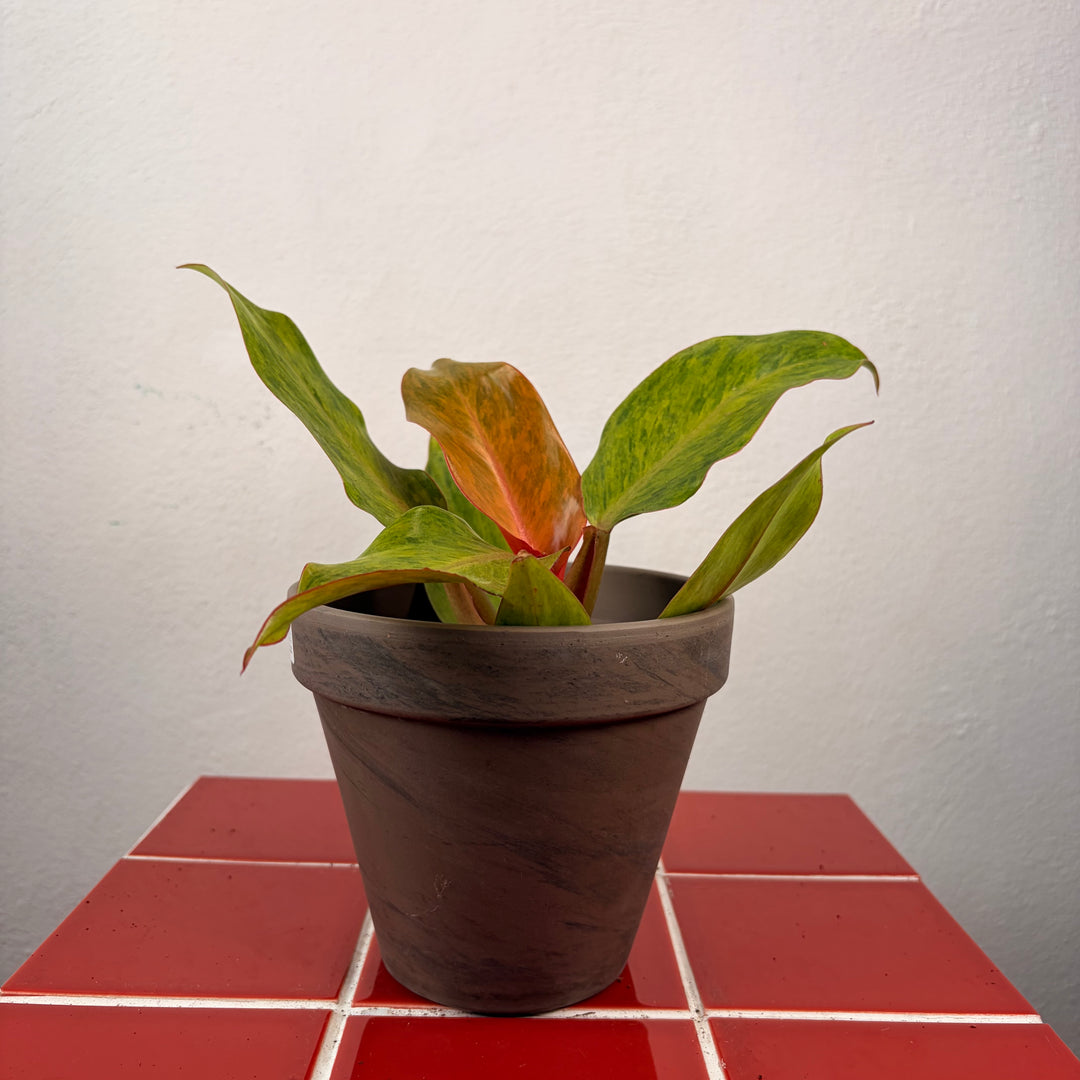 Grey Terracotta pot